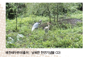 배천재두루미(출처 : 남북한 천연기념물 CD)