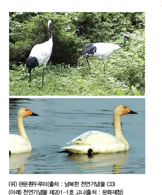 (위) 판문흰두루미(출처 : 남북한 천연기념물 CD) / (아래) 천연기념물 제201-1호 고니(출처 : 문화재청)